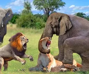 جذابیت‌های حیات وحش؛ فیل برا حفاظت از بچش با خرطوم شیرو خفه و داد کفتار بخوره