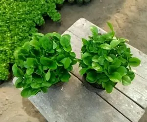 ایده های خلاقانه؛ کم کم باید به فکر چیدمان هفت سین باشید امسال سبزه پرتقال بذارید