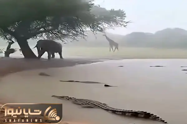 معماری طبیعت؛ رعد و برق زد کروکودیل ها تو آب لخت شدن