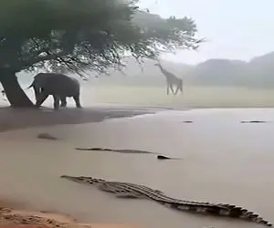 معماری طبیعت؛ رعد و برق زد کروکودیل ها تو آب لخت شدن