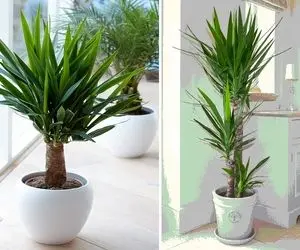 راهنمای نگهداری از گیاه یوکا / راهکارهای مفید برای رشد و شادابی درختچه یوکا