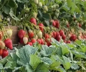 پرورش متحیر کننده؛ توت فرنگی میکاره پله ای 100دور از ترفندش فر میخوری