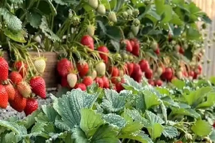 پرورش متحیر کننده؛ توت فرنگی میکاره پله ای 100دور از ترفندش فر میخوری