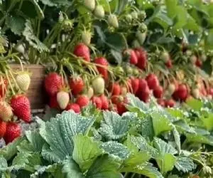 پرورش متحیر کننده؛ توت فرنگی میکاره پله ای 100دور از ترفندش فر میخوری