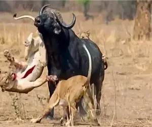 مستند حیات وحش /  شیرخشم بوفالو را برافروخت شکمش شرحه شد