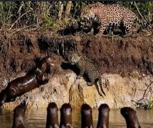 مستند حیات وحش؛ 20 تا سمور جمع شدن پلنگ و بچه اش رو ببرن سر سفره زن و بچه