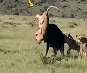 مستند حیات وحش؛ جدال انزجاری شیر و بوفالو با نظارت کفتارهای مبهوت