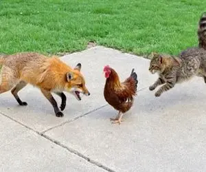 مستند حیات وحش / نزاع گربه و روباه مکار برای بلع طعمه