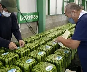 کشاورزی نوین؛ کاشت هندوانه مربعی و قلبی تو ژاپن با یه ایده خلاقانه