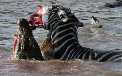 حیات وحش بی رحم؛ تمساح قصی القلب صورت گورخر رو متلاشی میکنه