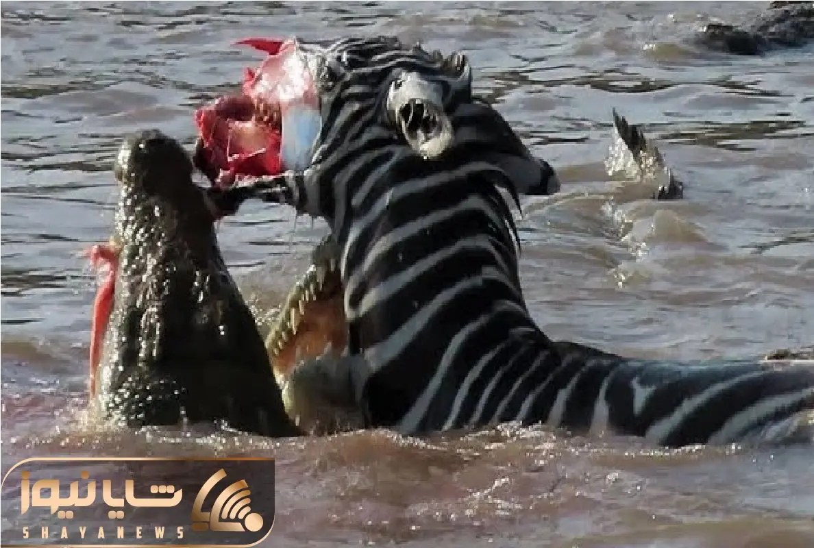 حیات وحش بی رحم؛ تمساح قصی القلب صورت گورخر رو متلاشی میکنه