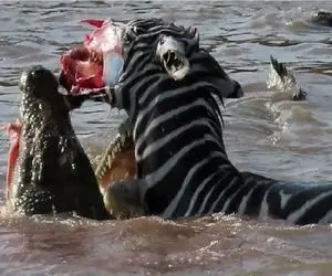 حیات وحش بی رحم؛ تمساح قصی القلب صورت گورخر رو متلاشی میکنه