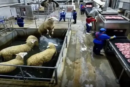 دامداری نوین؛ گوسفندای فربه رو میندازن تو دستگاه تکه کن لوازم جانبیشون بسته بندی میشه