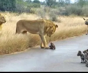 مستند حیات وحش؛ شیر شریر توله کفتارها رو با پنجولش زیر میگیره