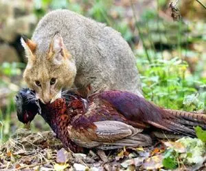 جذابیت حیات وحش؛ گربه شکارچی که از پرنده تا خزنده و چرنده را تناول میکند