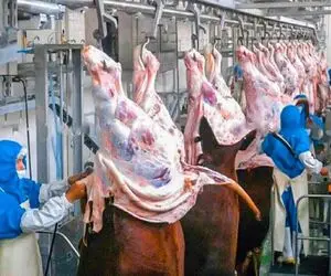 فرآوری گاو؛ پوست گاو نر و درسته مثل پوست موز کند گوشتشو بیف کرد واسه ساندویچ