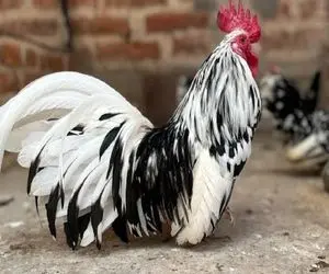 کارخانه حیوانات؛ با تزریق هورمون ببر کاری کردن مرغ لاجون ببری روزی 10تا تخم بزاره