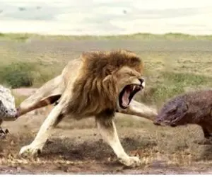 مستند حیات وحش؛ شیر در مقابل نیش کومودو هیچه