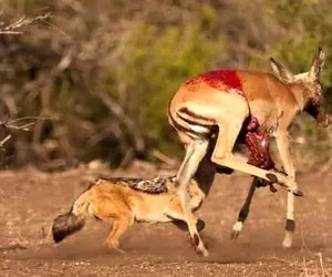 مستند حیات وحش؛ ایمپالای تازه زایمان کرده نای دویدن نداشت افتاد دام شغال
