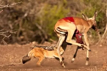 مستند حیات وحش؛ ایمپالای تازه زایمان کرده نای دویدن نداشت افتاد دام شغال