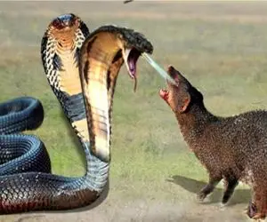 جنگ حیات وحش/ پادشاه مارها با پاشیدن زهرش روی مانگوس مجازاتش می کنه