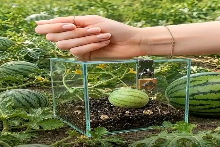 کشاورزی نوین؛ هندونه قد نخود رو انداخت تو مکعب شیشه ای درشو قفل زد هندونه مربعی شد