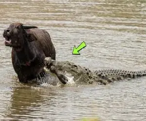 بدایع حیات وحش؛ تمساح پلشت همون ب بسم الله پای گاو زخمی میکنه نتونه فرار کنه