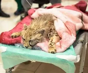 (ویدئو) آخرین فیلم از وضعیت ناخوش «پیروز» در بیمارستان