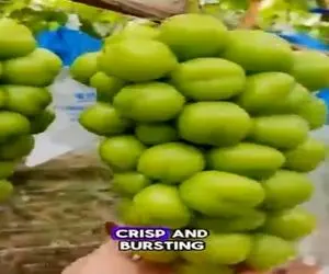 کشاورزی نوین؛ سر انگورا رو زدن فک میکنی دارن خراب میکنن ولی خوشه ها قد توپ فوتبال شدن