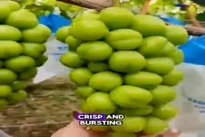 کشاورزی نوین؛ سر انگورا رو زدن فک میکنی دارن خراب میکنن ولی خوشه ها قد توپ فوتبال شدن