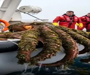 کاوش در طبیعت / نجات هشت پای گیر کرده لای گل و لای و تمیز کردنش با ماشین آلات پیشرفته