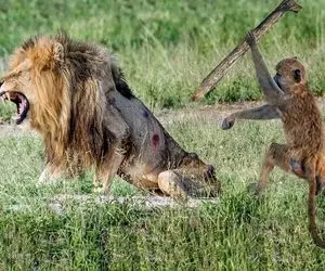 مستند حیات وحش / میمون نقلی با دم شیر بازی کرد بلعیده شد