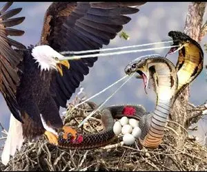 از جذابیت‌های حیات وحش؛ عقاب انتقام حیوونارو از مار کبری گرفت زبونشو از حلقومش درآورد