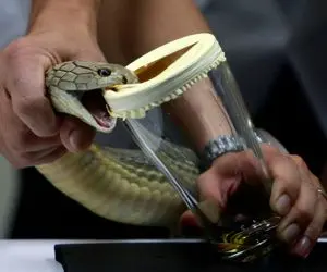 حیوانات غول پیکر؛ مرده با یه شیشه و دوتا ورد مار کبری غول پیکرو رام میکنه میگیره