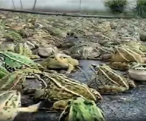 کشاورزی نوین؛ چشم بادومی ها جوری قورباغه پروش میدن با دیدنش لیز میخوری