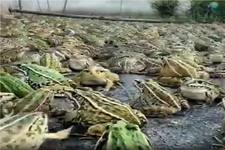 کشاورزی نوین؛ چشم بادومی ها جوری قورباغه پروش میدن با دیدنش لیز میخوری