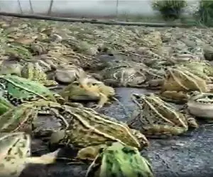کشاورزی نوین؛ چشم بادومی ها جوری قورباغه پروش میدن با دیدنش لیز میخوری
