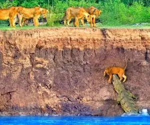 مستند حیات وحش؛ شیر های درمانده افتادن تو هچل کروکودیل‌ و اسب‌ آبی