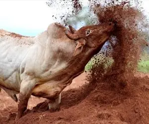 گاوهای باورنکردنی؛ گاوهای تهاجمی که با عضلات خود روزانه 200 کیلو شیر تولید میکنند