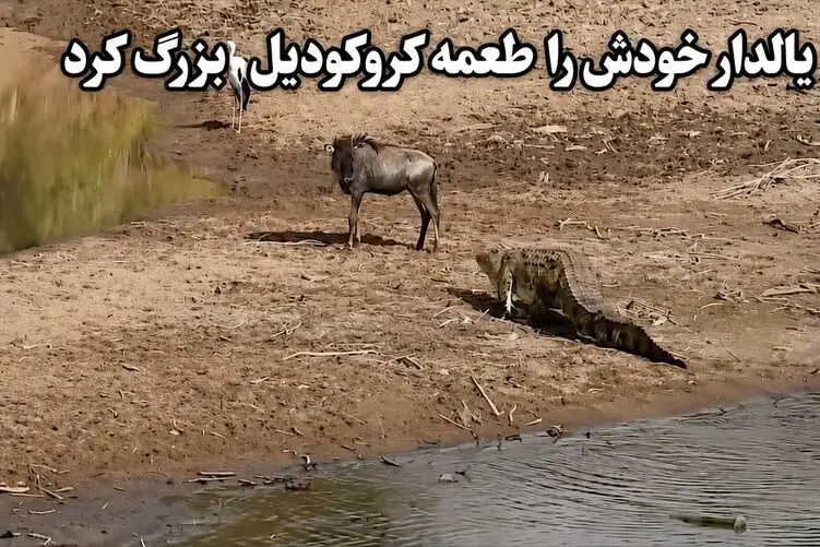 مستند حیات وحش؛ کل یالدار پاش پیچ خورد افتاد تو دهن کروکودیل