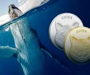 علت بیدار شدن نهنگ های شیبااینو؟!