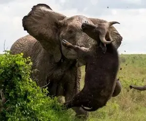 از جذابیت های حیات وحش؛ فیل وحشیانه افتاد به جون توله بوفالو و جلو مامانش لگدمالش کرد
