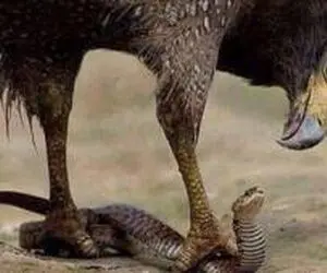 مستند حیات وحش؛ شاهین دمار از روزگار مار درازی که چشم چپ به بچش داشت دراورد