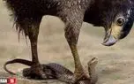 مستند حیات وحش؛ شاهین دمار از روزگار مار درازی که چشم چپ به بچش داشت دراورد