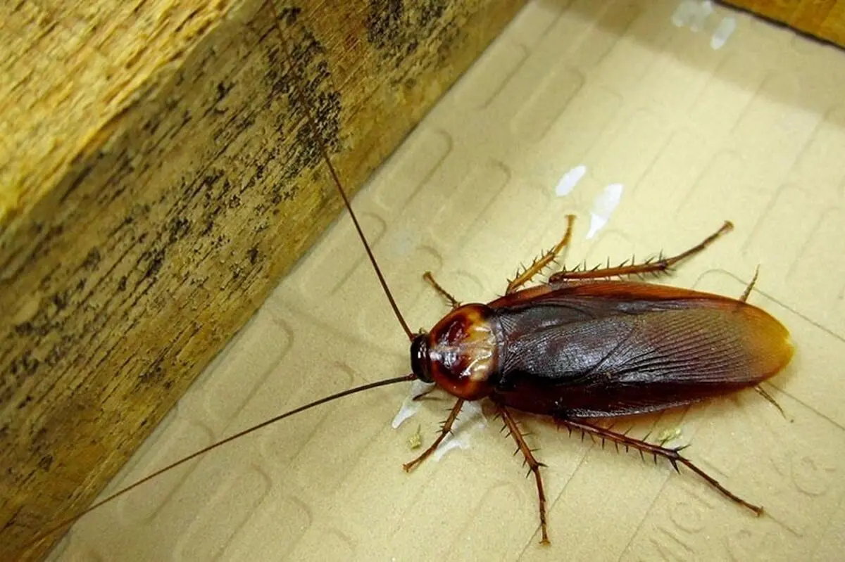cockroaches-in-bathroom