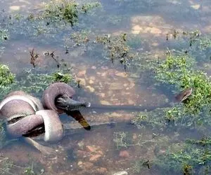 بدایع حیات وحش؛ پیتون نر کروکودیل زمخت رو اینقدر فشار داد فشار داد تا جان داد