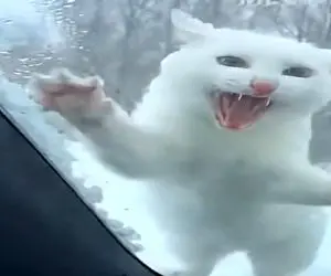 معماری طبیعت؛ پاچه پاره بازی گربه دلیل داشت