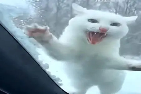 معماری طبیعت؛ پاچه پاره بازی گربه دلیل داشت