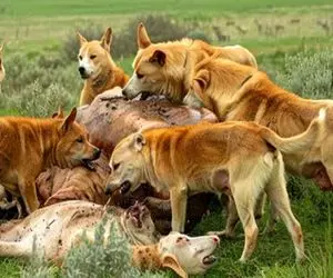 بدایع حیات وحش؛ سگ‌ها لاشخور گاو از مزرعه دزدیدن گوشتشو خوردن استخونش پس دادن