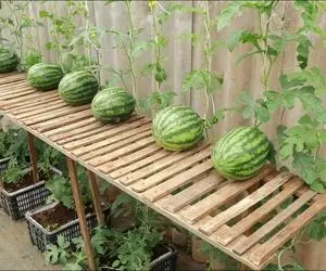 کشاورزی نوین؛ توی سبد میوه هندوانه کاشتن هندونه ها مثل گل های آویز آویزونن